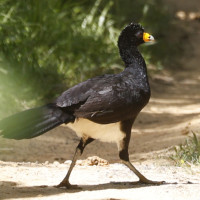 Black Curassow